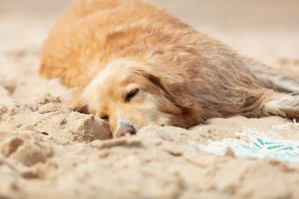 Happy Dog Relaxing Beach — Stock Photo, Image