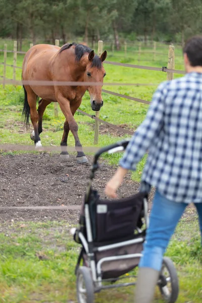 Dad Baby Looking Horse — Stock Photo, Image