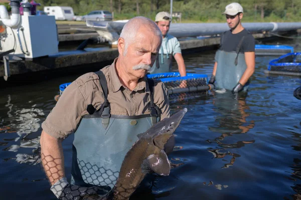 Senior caviar farm employee holding beautiful sturgeon — Stock Image Senior Caviar Farm Employee Holding Beautiful Sturgeon Stock Picture