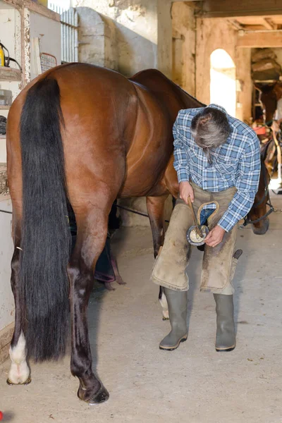 Man Fitting Hoof — Stock Photo, Image