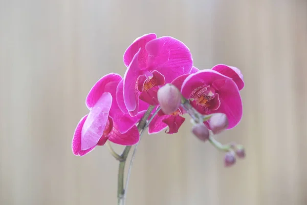 Schöne Rosa Orchideenblume — Stockfoto