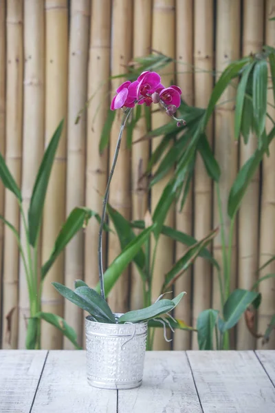 Bela Flor Orquídea Rosa — Fotografia de Stock