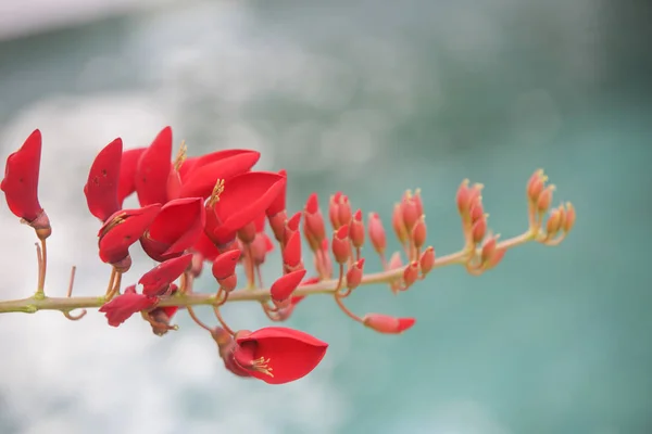 盛开的红花 特写视图 — 图库照片