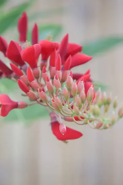 Квітуча Червона Квітка Вид Крупним Планом — стокове фото