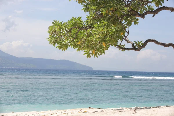 美丽的热带海滩上的树 — 图库照片