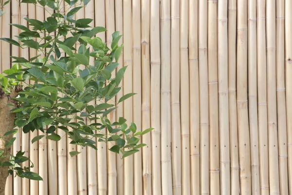 Pianta Verde Davanti Alla Parete Bambù — Foto Stock
