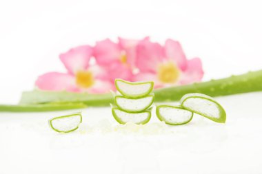 Aloe vera - dilimlenmiş studio vurdu