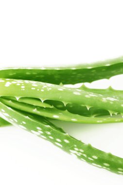 Beyaz arka plan üzerinde Aloe vera