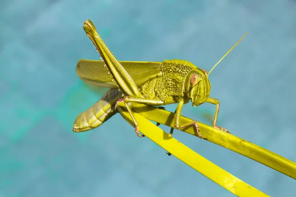 Macro Fotografía Saltamontes Colores Vibrantes —  Fotos de Stock