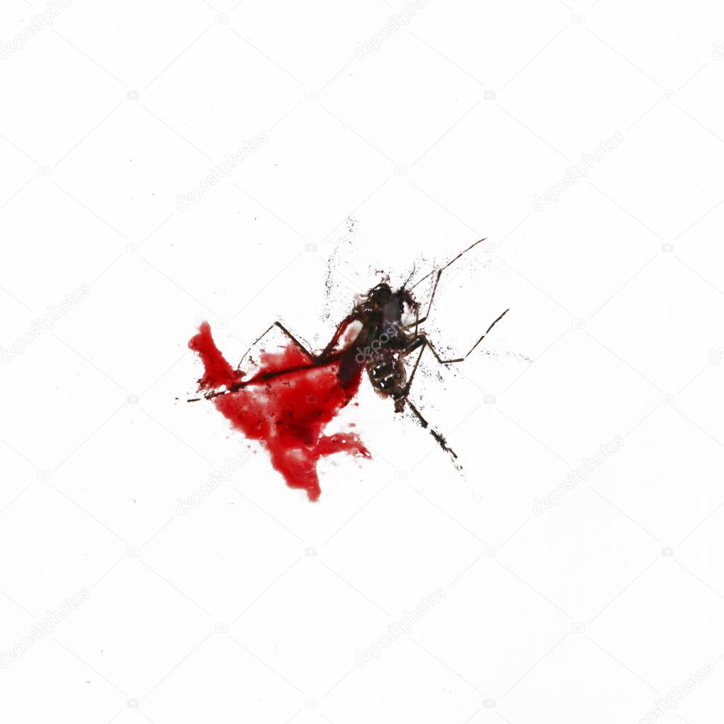 Squashed mosquito on the white background