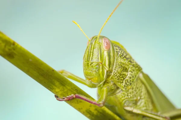 메뚜기 활기찬 색상의 매크로 — 스톡 사진