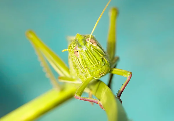 메뚜기 활기찬 색상의 매크로 — 스톡 사진