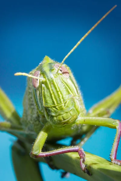 Macro Photographie Sauterelle Couleurs Vives — Photo