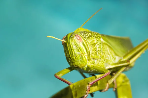 Macro Fotografia Gafanhoto Cores Vibrantes — Fotografia de Stock