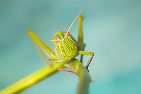 Fotografia Makro Grasshopper Żywe Kolory — Zdjęcie stockowe