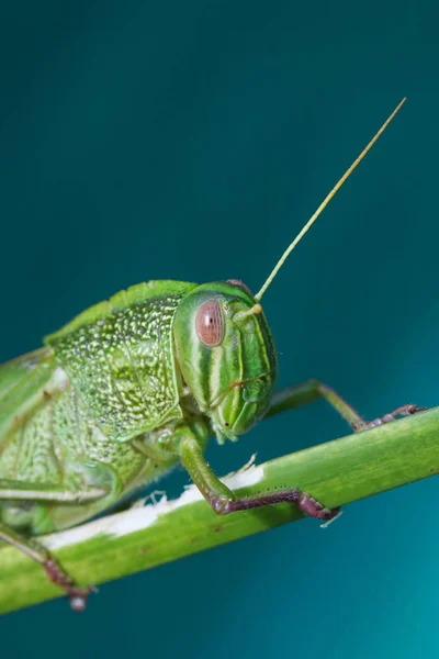 Macro Fotografía Saltamontes Colores Vibrantes —  Fotos de Stock