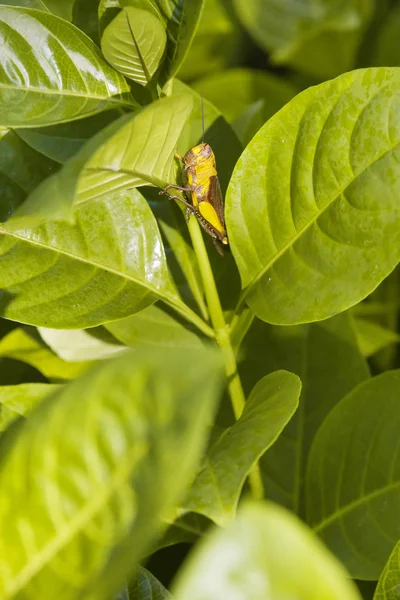 Macrofotografie Van Sprinkhaan Levendige Kleuren — Stockfoto