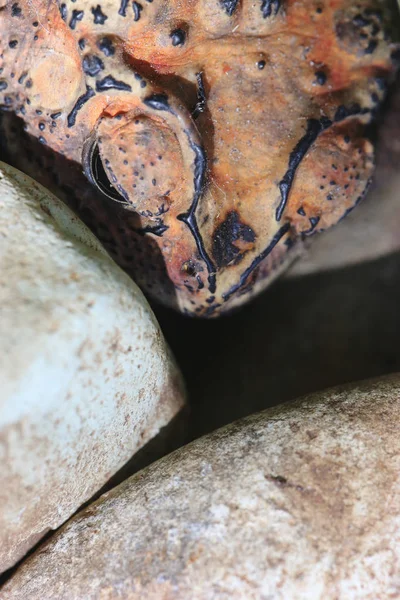 Kurbağa Yakın Çekim Taklit Kavramı — Stok fotoğraf