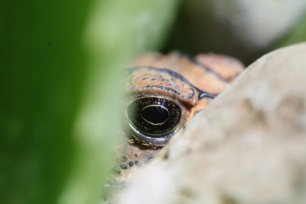 개구리 클로즈업 — 스톡 사진