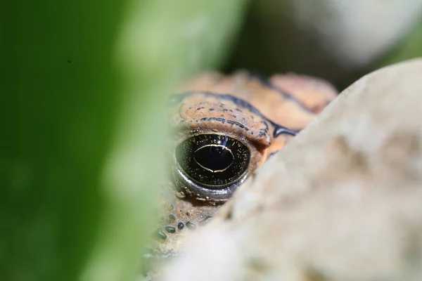 Frosch Aus Nächster Nähe Mimikry Konzept — Stockfoto