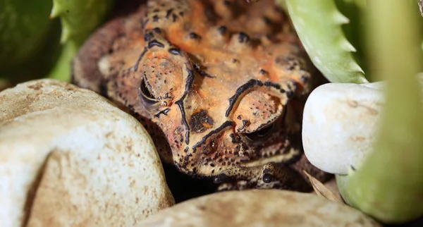 Frog Close Концепция Мимикрии — стоковое фото