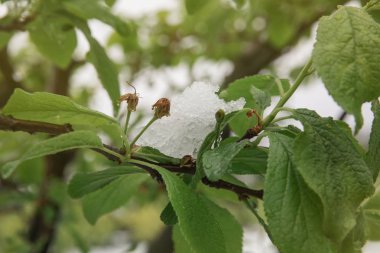 Çiçek açması orchard kar - iklim değişikliği kavramı altında ağacında