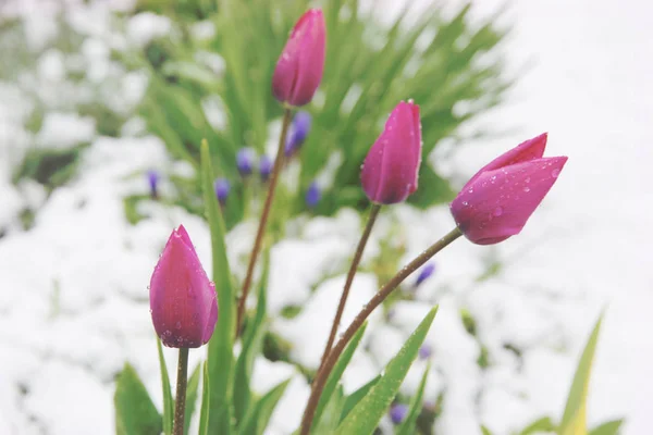 Tulipas Primavera Revestidas Com Neve — Fotografia de Stock