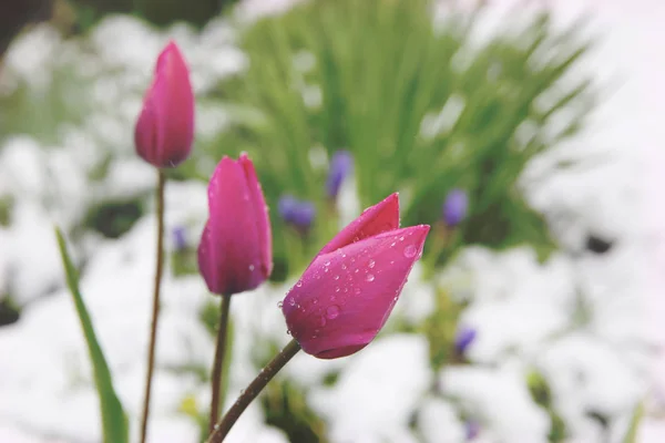 Весняні Тюльпани Покриті Снігом — стокове фото