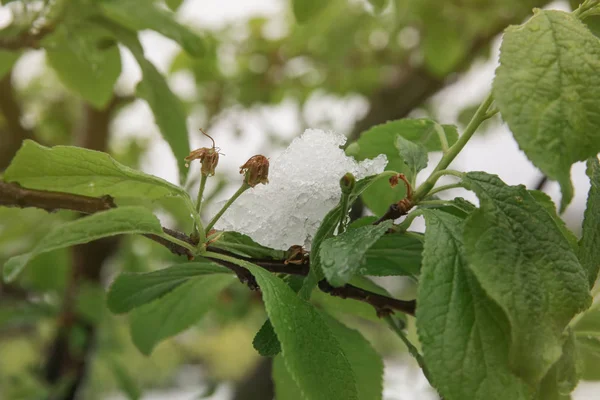 Blossoming tree in orchard under snow - climate change concept