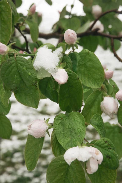 Blühender Baum Obstgarten Unter Schnee Klimaschutzkonzept — Stockfoto