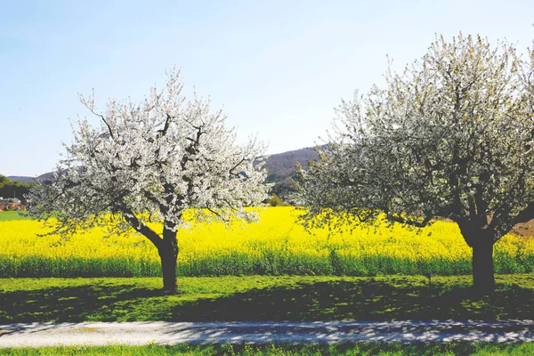 Primavera Zona Rural — Fotografia de Stock