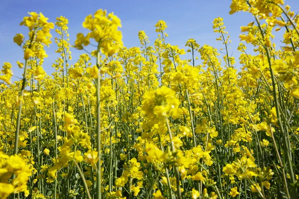 Gelbe Blumen Und Blauer Himmel — Stockfoto