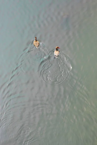 Patos Agua Vista Desde Arriba —  Fotos de Stock