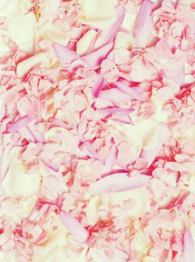 Çiçek yaprakları arka plan, yüksek çözünürlüklü görüntü