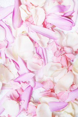 Çiçek yaprakları arka plan, yüksek çözünürlüklü görüntü