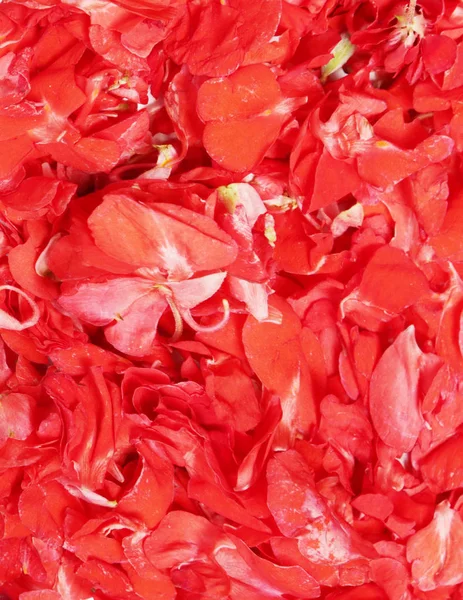 赤の花の花びらの背景 — ストック写真