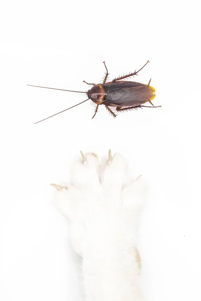 Cucaracha Estudio Tiro Blanco — Foto de Stock