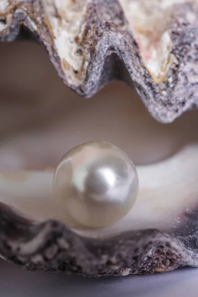 Single pearl in an oyster shell