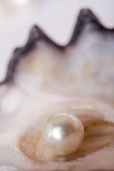 Одна Жемчужина Раковине Устрицы — стоковое фото