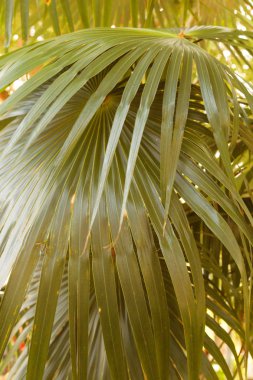 Dokulu arka plan palmiye yaprakları 