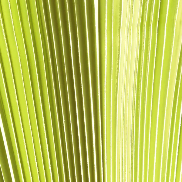 Palmblätter Strukturierten Hintergrund — Stockfoto