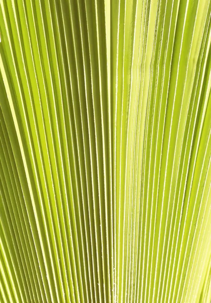 Palmblätter Strukturierten Hintergrund — Stockfoto