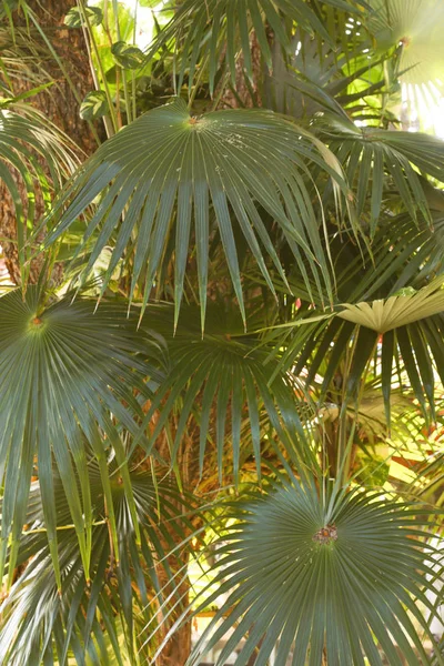 Palm Leaves Textured Background — Stock Photo, Image