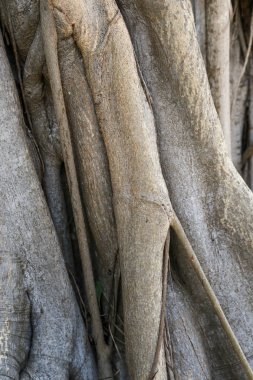 Hint inciri ağacı yakın görüntü