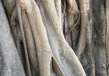 Hint inciri ağacı yakın görüntü