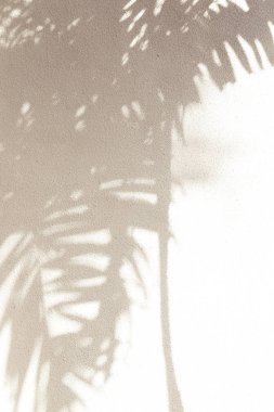 Palmiye ağacı gölgeler beyaz duvar