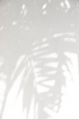 Palmiye ağacı gölgeler beyaz duvar