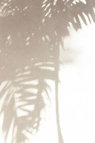 Palmiye ağacı gölgeler beyaz duvar