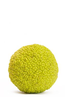 Osage beyaz izole portakal (Maclura)