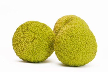 Osage beyaz izole portakal (Maclura)